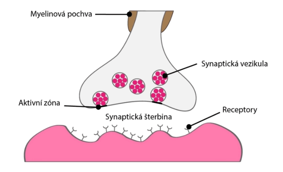 Synapse